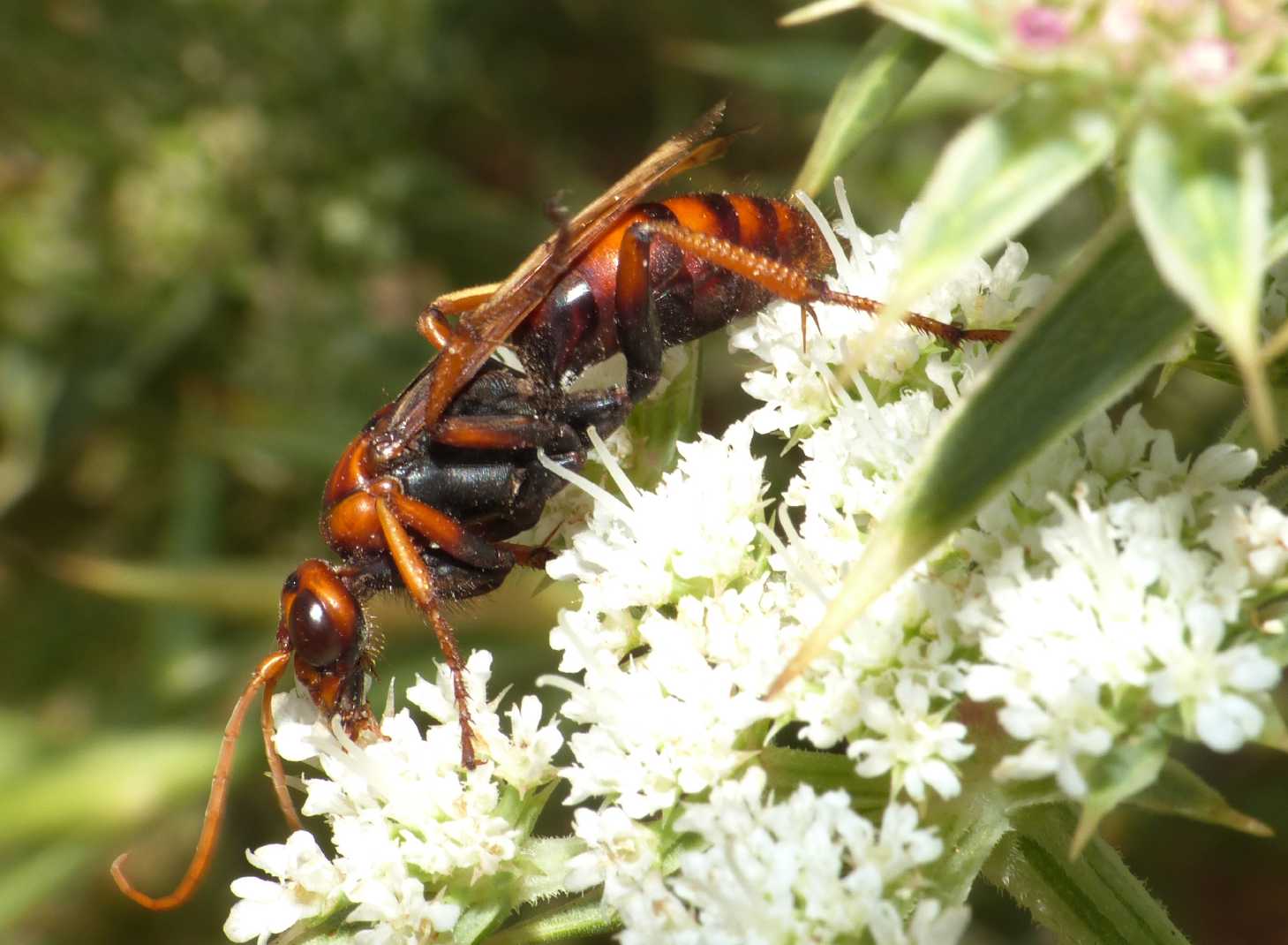 Pompilidae: Cryptocheilus rubellus